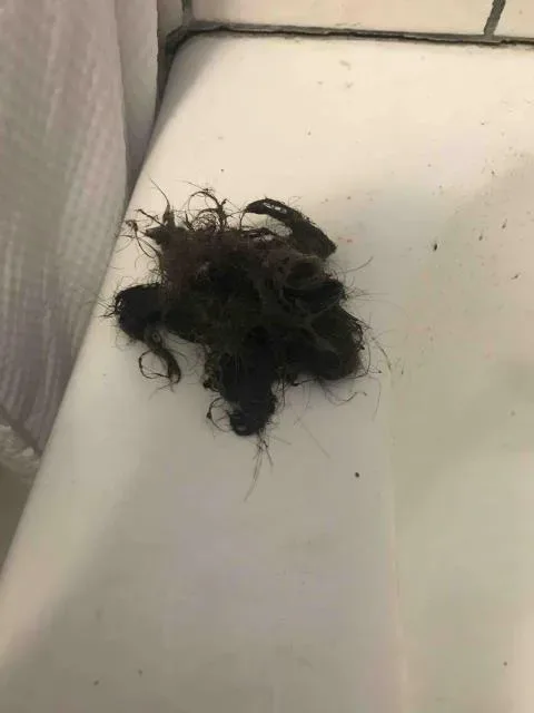 Hair clog pulled from a drain by Graham Plumbing