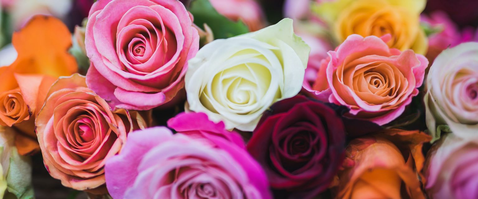 Bouquet of pink and cream roses close up - premarital counseling program
