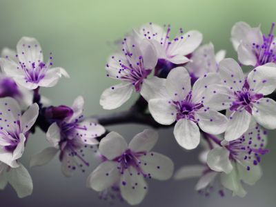 Close-up of purple blossoms on branch - couples communication counseling