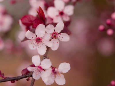 Close-up of soft pink cherry blossoms - healthy relationship counseling