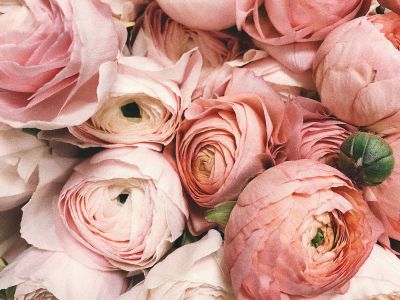 Close-up of pink flowers - couples counseling
