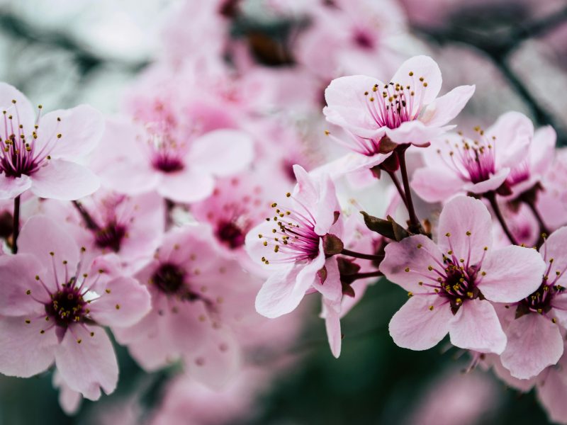 Close-up of pink blossoms on a branch - what to expect in marriage counseling before the wedding