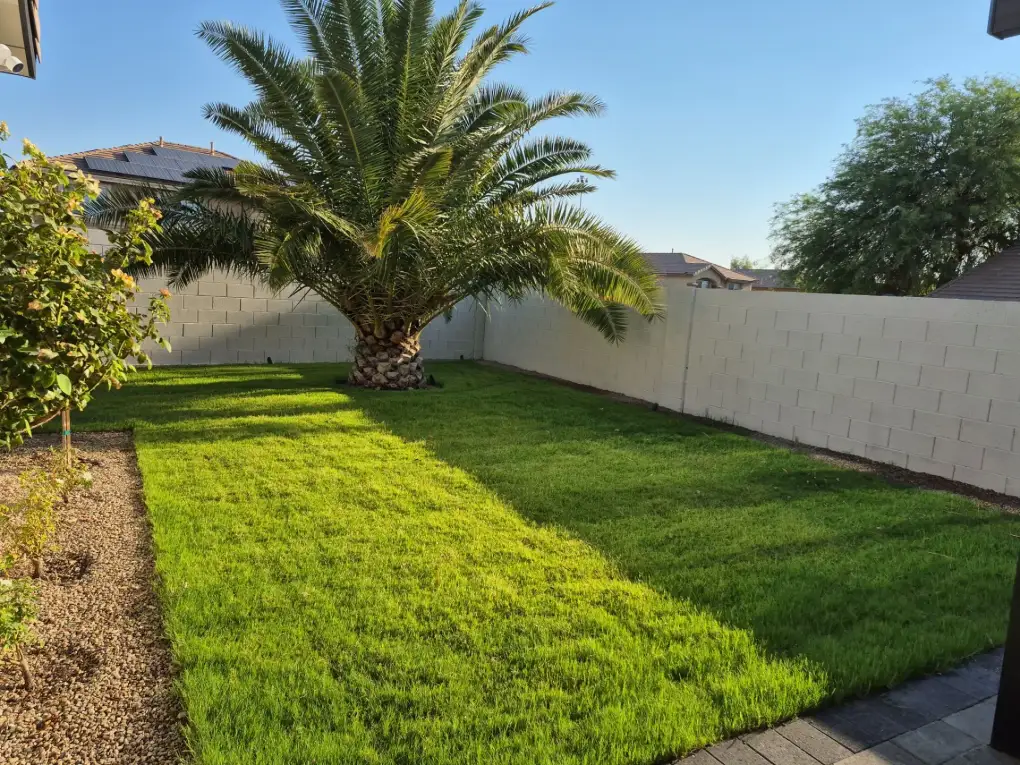 Newly installed sod lawn in a residential backyard with mature palm tree and white privacy fence.