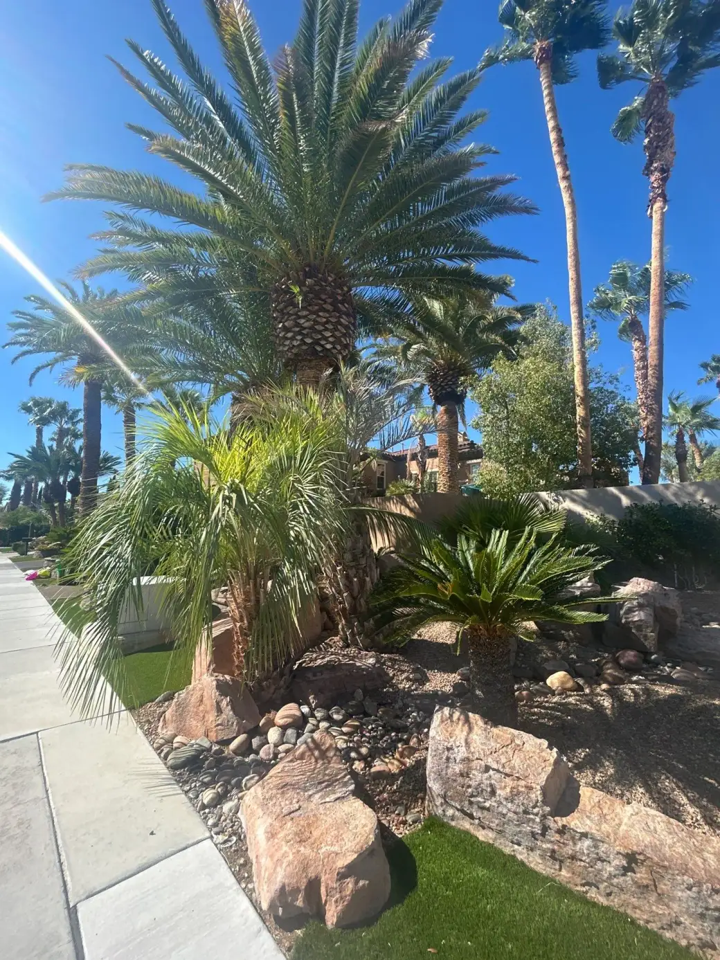 Desert landscaping with mature palms, ornamental grasses, and decorative hardscape rocks in a residential front yard.