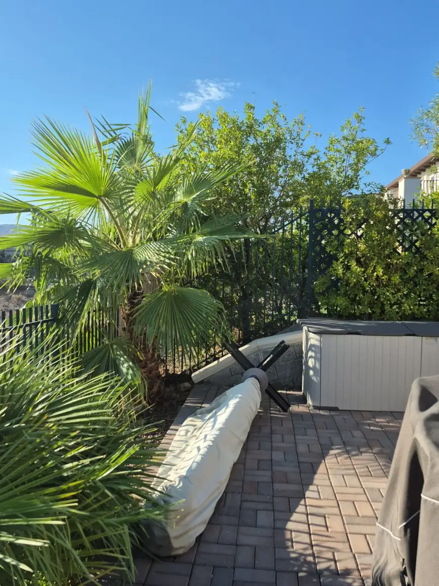 Residential patio and garden landscape with palm trees, flowering shrubs, lattice privacy screen, and hardscape paving on a sunny day.