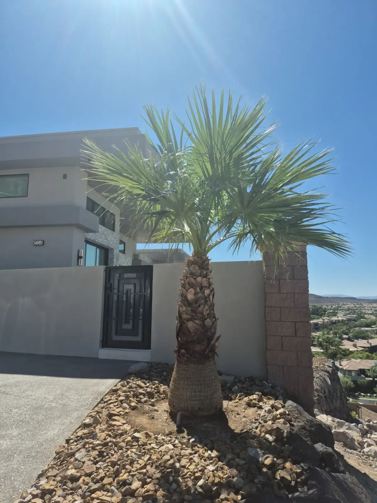 Ornamental palm planting in a modern residential front yard with decorative rock mulch and architectural hardscape elements.