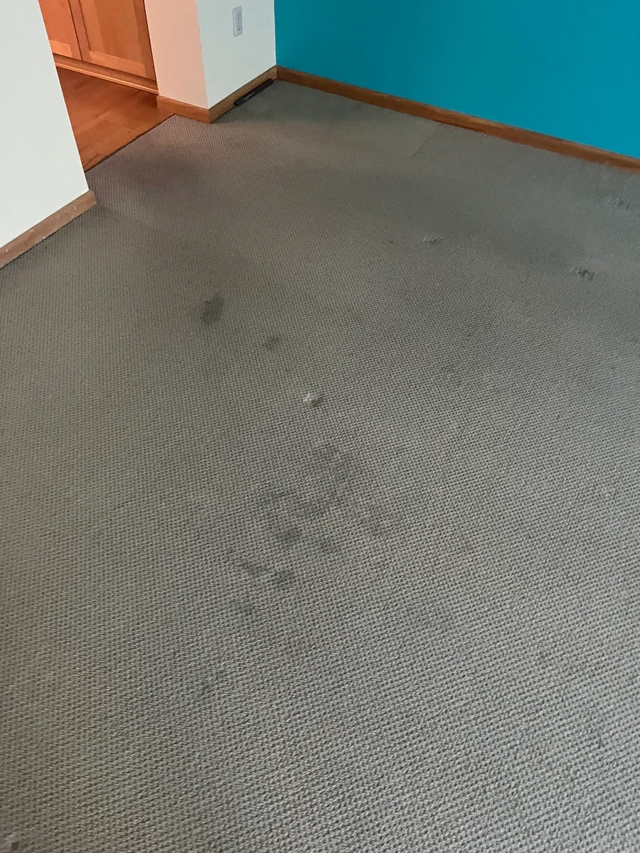 Carpet cleaning service applied to a residential room with gray carpet and wooden trim.