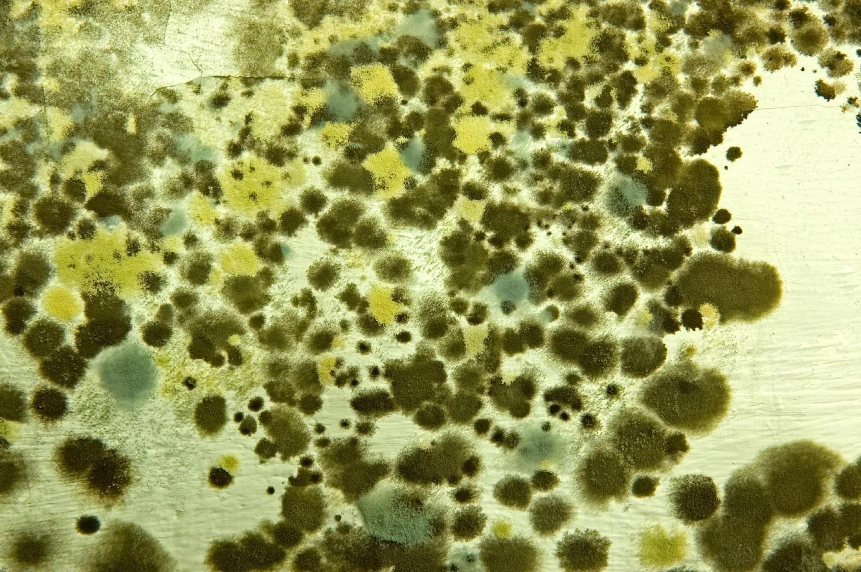 Mold and mildew growth on a surface, illustrating the need for deep cleaning and remediation services.