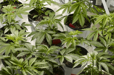 Manufacturing Of Controlled Substances