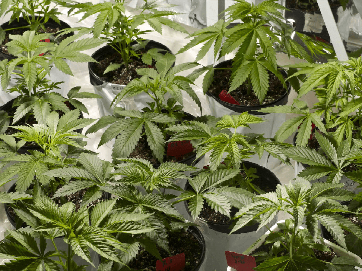 Manufacturing Controlled Substance